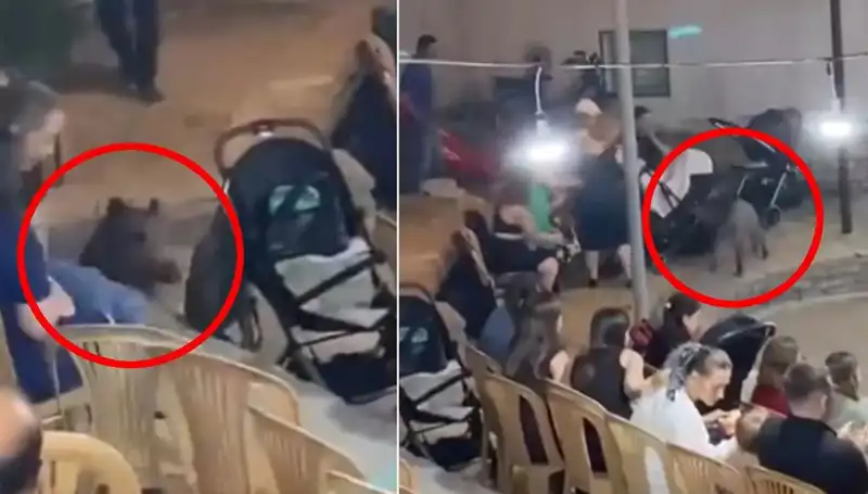 Düğün Töreninde Yaban Domuzu Krizi: Misafirler Arasında Paniğe Neden Oldu