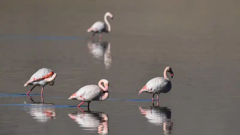 Kuş Cennetinde Kuraklık Etkisi: Flamingo Popülasyonu Tehlikede