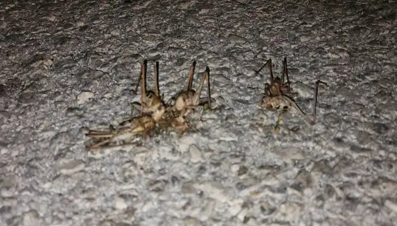 Yüzlerce Çekirgenin Yol İstilasına Neden Olan Gizemli Olay