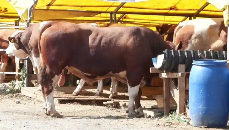 Kurban Pazarı: Hem Geleneği Yaşatıyor Hem de Ekonomiyi Canlandırıyor