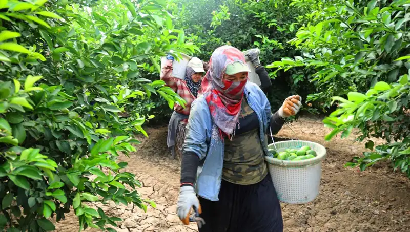 Marketlerde Meyve Sebze Fiyatları Düşmeye Başladı: Nedenleri ve Gelecek Beklentileri