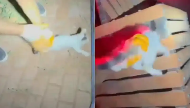 Gece Yarısı İtfaiyesi: Kediyi Kurtarmak İçin Cesurca Savaştı