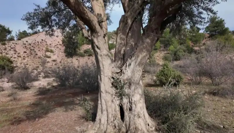 800 Yıllık Zeytin Ağacı: Geçmişten Günümüze Süren Koruma Mücadelesi