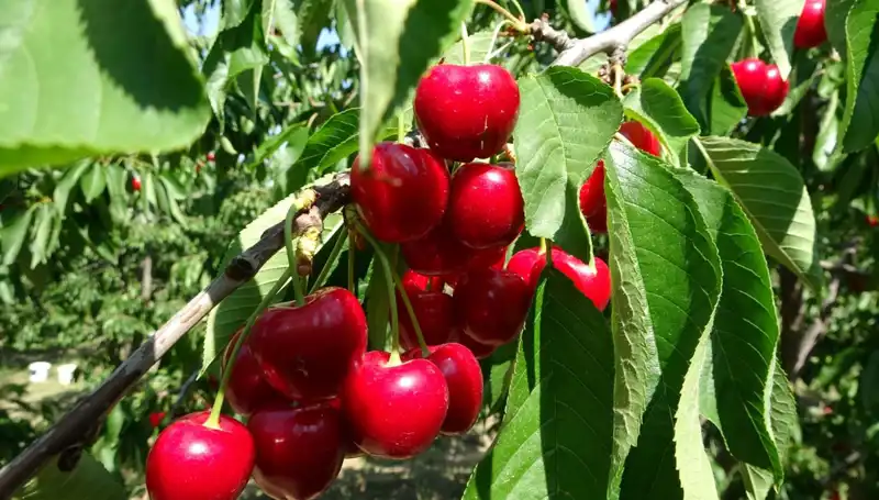 Çay Bardağına Sığmayan Bereket: Hasat Sezonu Tüm Hızıyla Başladı