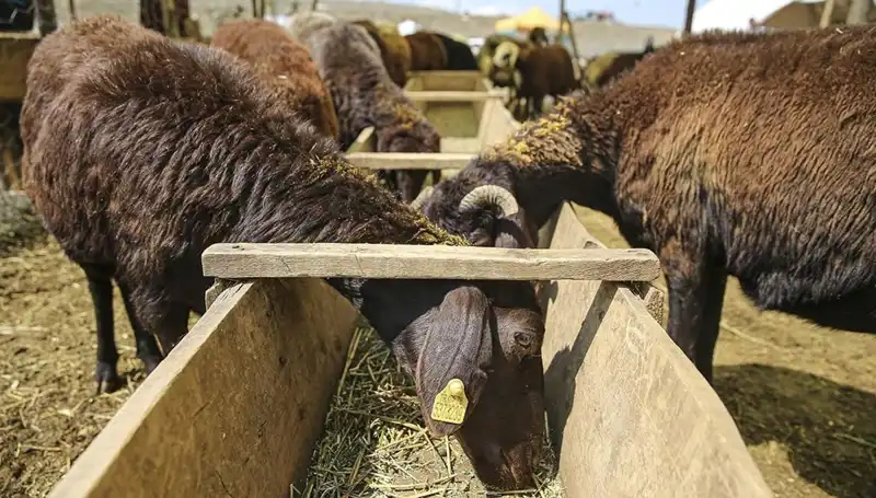 Şap Hastalığı Alarmı: Hayvan Pazarı Kapatılmak Zorunda Kaldı