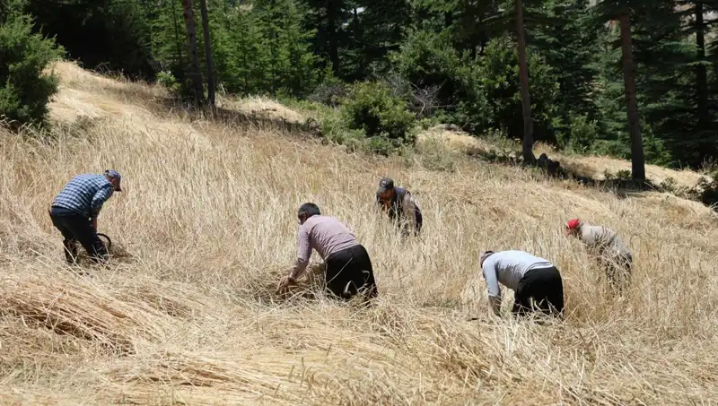 Tarımda Geleneksel Yöntemler Yeniden Değerlendiriliyor: Ellik ve Orakla Hasat Dönemi