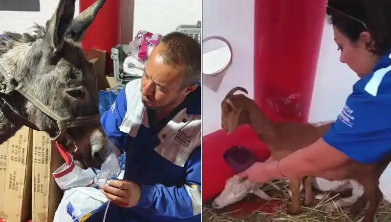 Yangından Sonra Eşeklere Oksijen Maskesiyle Hayatta Kalma Mücadelesi