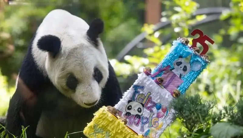 Dev Panda Xin Xin, Hayatının 35. Yılını Kutladı: Eşsiz Bir Kutlama Tarihi