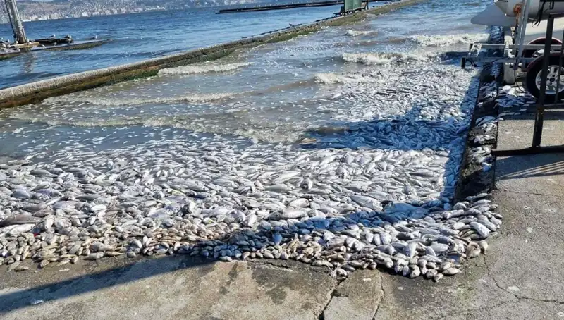 İzmir Körfezi'nde Temizlik Seferberliği: Sıfır Atık Hedefiyle Yenilikçi Projeler Hayata Geçiyor