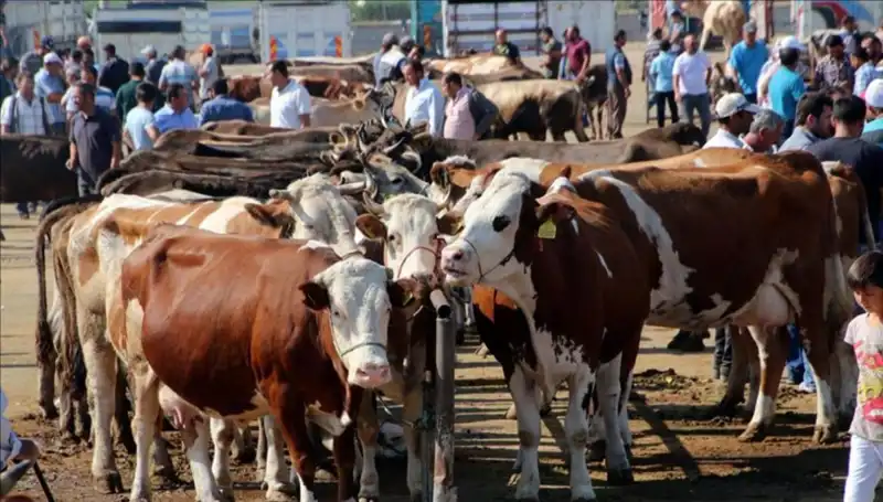 2025 Kurbanlık Fiyatları: Canlı Kilo Ücretleri İl İl Açıklanıyor