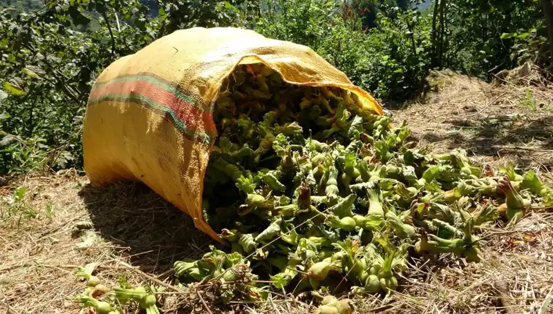 Giresun’da Fındık Hasadı Başladı: Çiftçilerin Beklentileri ve Sektörün Geleceği