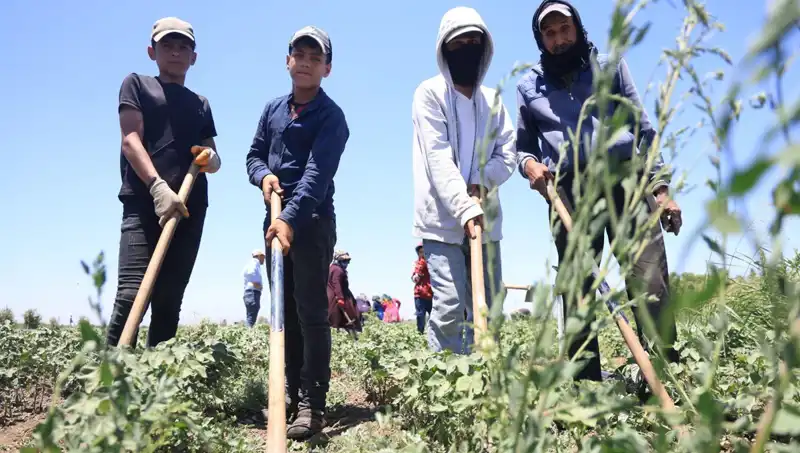 40 Derecede Çalışmak: 650 TL Yevmiyeye Zor Şartlar