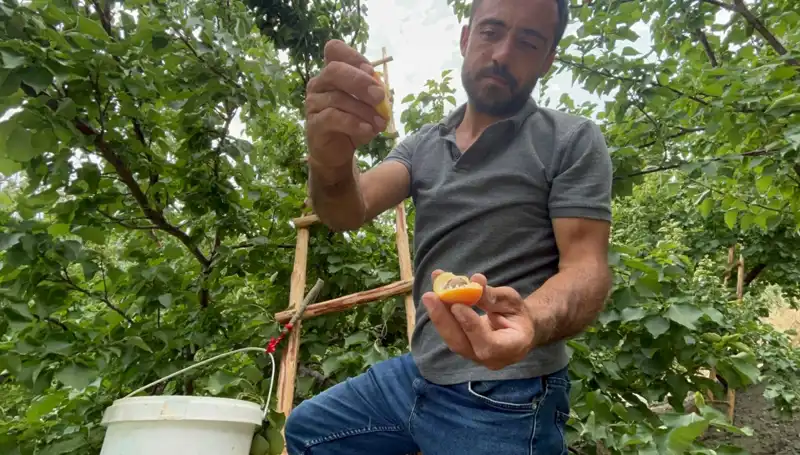 Tadı Damakları Şenlendiren Lezzet: 50 TL ile 70 TL Arasında Satışı Yapılıyor