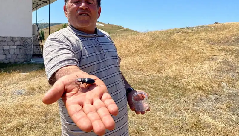 Sivas’ta Görülen Tehlikeli Böceği Yok Etmenin Cezası: 557 Bin TL!