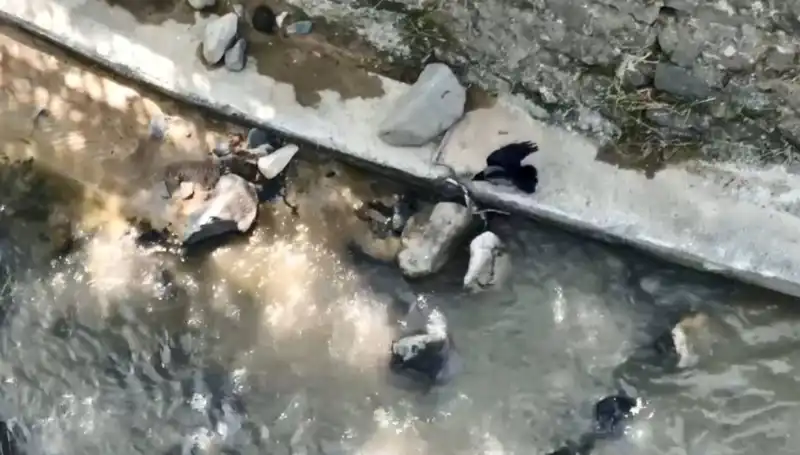 Karga, Yılanı Avlarken Geçmişe Dönüş Hikayesi Gibi