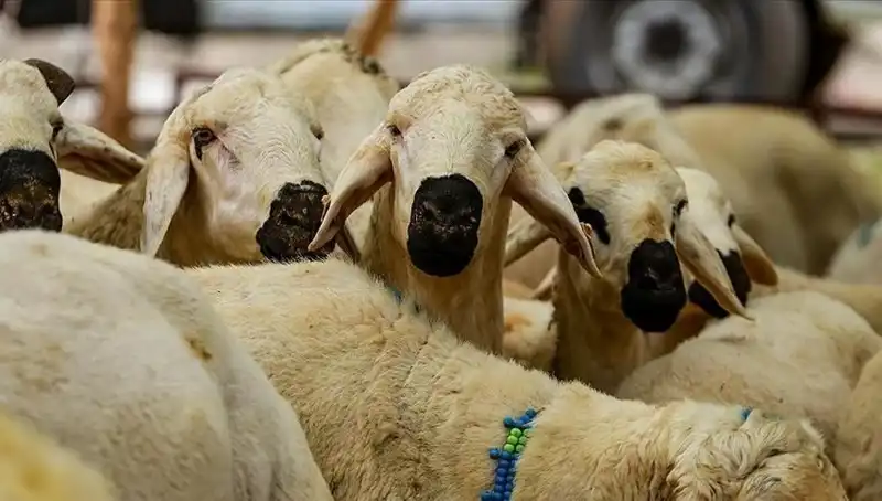 Kurban Bayramı Ne Zaman? Bu Yıl Bayram Tatili 9 Gün Olacak mı?