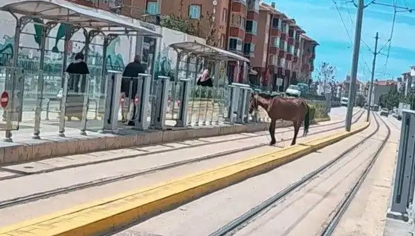 Eskişehir'de Tramvay Raylarında Başınıza Gelen Şaşkınlık: Başıboş At!