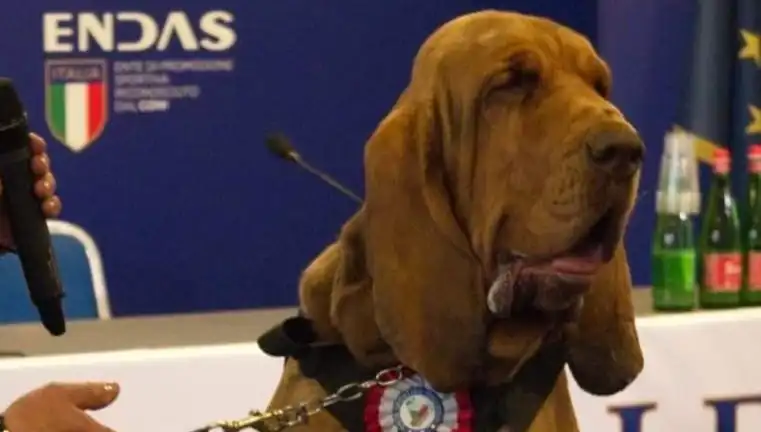 Arama Köpeğine Çivili Sosisle Yapılan Saldırı: Bir İhanetin Hikayesi