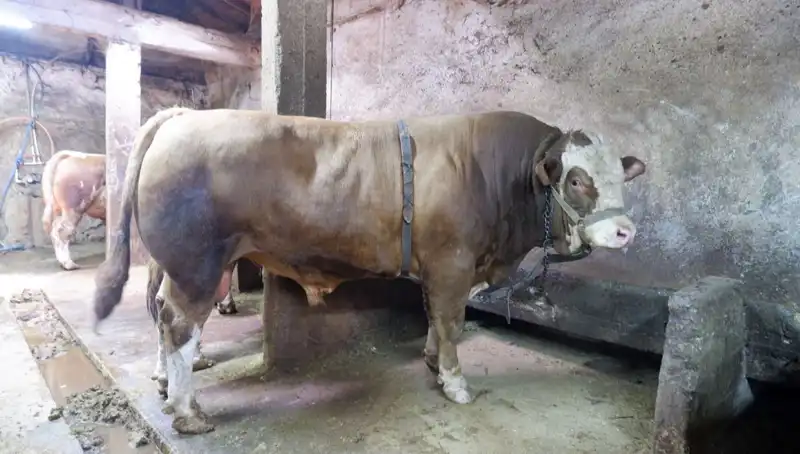 İnanılmaz Bir Ağırlık: 1 Ton 200 Kilo Eşya Satıldı, Fiyatı Şaşırttı!