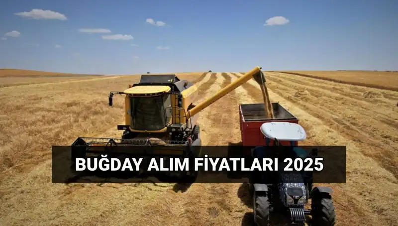 2025 Buğday Alım Ücretleri ve TMO Fiyatları Ne Zaman Yatacak?