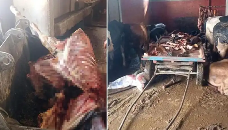 Adana'da Şok Eden Olay: 2,5 Ton At Eti Yakalandı!