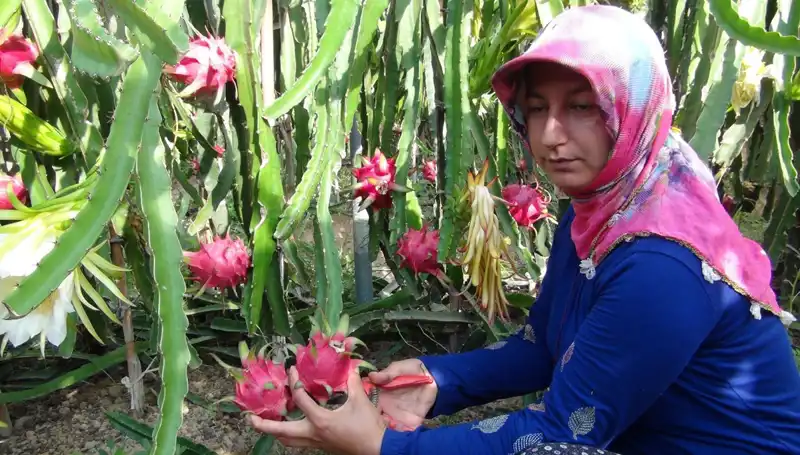 Emekli Olduktan Sonra Pitaya Üretimiyle Hayatını Değiştiren Çiftçi