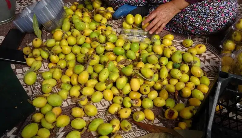 Muşmula Hasadı Başladı: Taze Meyvelerin Kilosu 150 TL'ye Satışta!