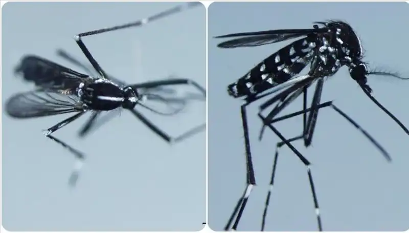 Chikungunya Virüsü Nedir? Belirtiler ve Etkilenen Ülkeler Hakkında Bilmeniz Gerekenler