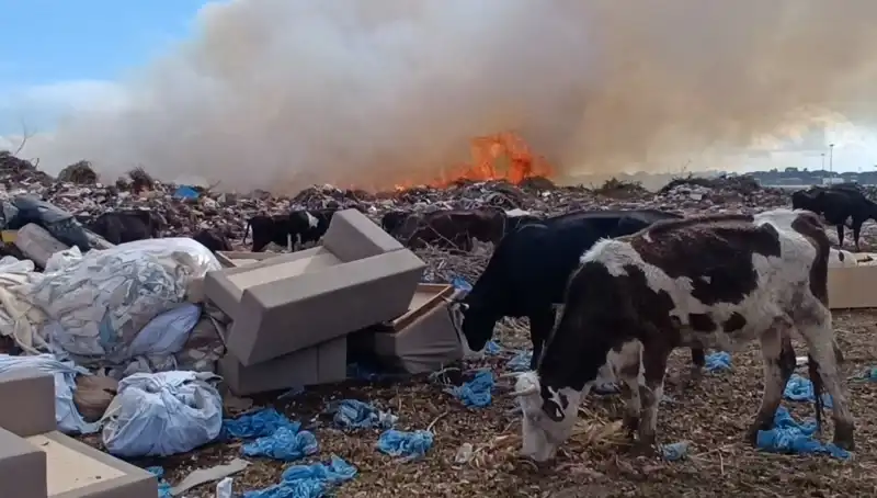 Antalya'da Yangın Faciası: İnekler ve Çoban Alevlere Direndi