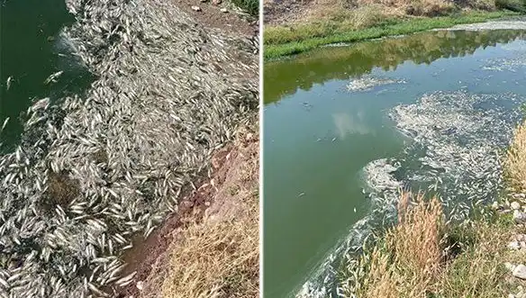 Karasu Çayı'ndaki Balık Ölümleri: Nedenleri ve Çevresel Etkileri
