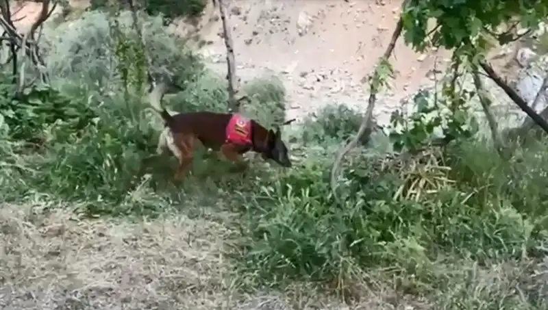 Dere Kenarındaki Gizli Esrarı Dedektör Köpek Buldu: Olay Nasıl Gerçekleşti?