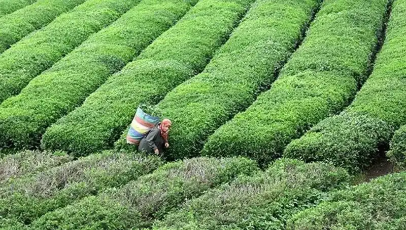 Bayramda ÇAYKUR'dan Taze Çay Alımına Devam!