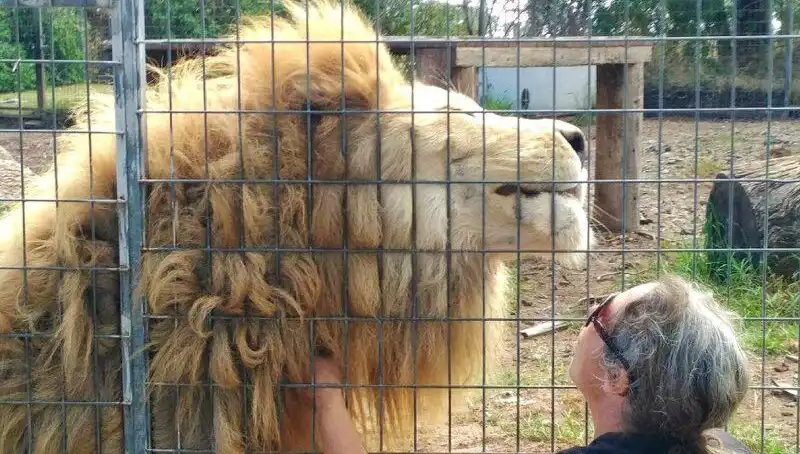 Avustralya'da Aslan Saldırısı: Kadının Kolunu Kafes İçinden Kaptı